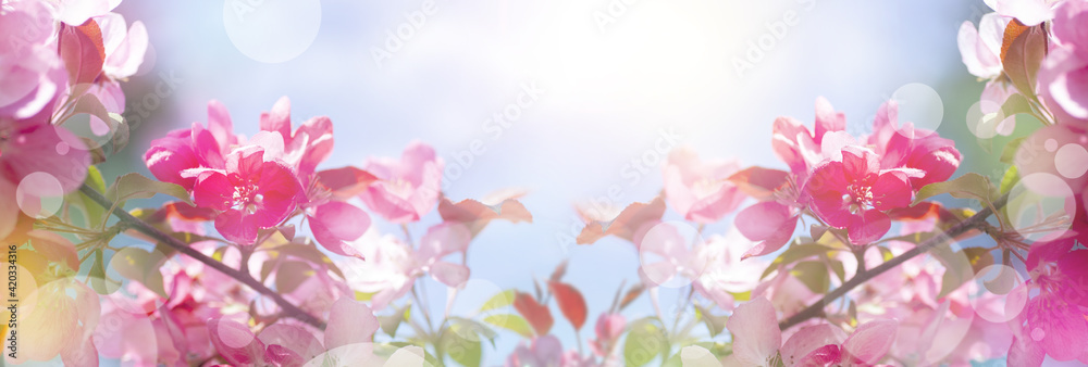 Beautiful spring panoramic banner with pink flowers against the blue sky. Branches of blossoming sakura in the rays of sunlight. 