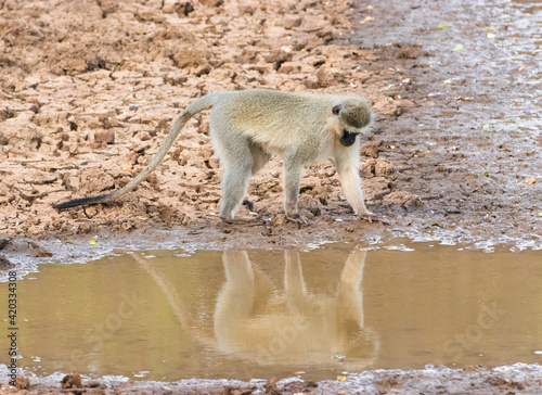 Vervet monkey refelction