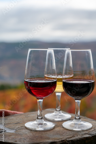 Tasting of Portuguese fortified port wine, produced in Douro Valley with colorful terraced vineyards on background in autumn, Portugal