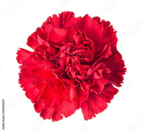 Beautiful red carnation flower bud isolated on white background