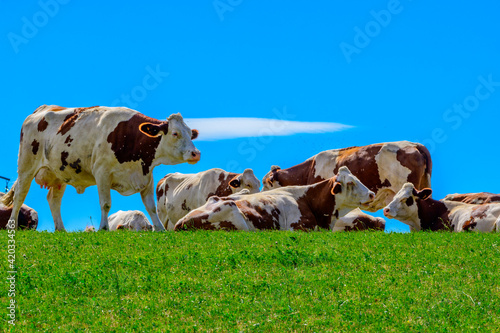 Producing of Comte cheese in lower Jura, France, Montbeliards or French Simmental cows herd grazing on green pasture in summer months photo