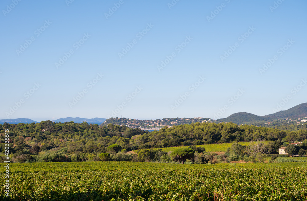 Rows of ripe wine grapes plants on vineyards in Cotes  de Provence near Saint-Tropez, region Provence, Saint-Tropez, south of France