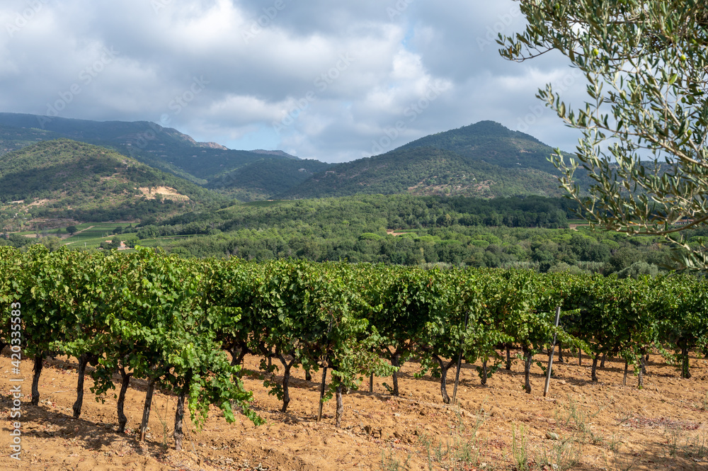Rows of ripe wine grapes plants on vineyards in Cotes  de Provence near Collobrieres , region Provence, south of France