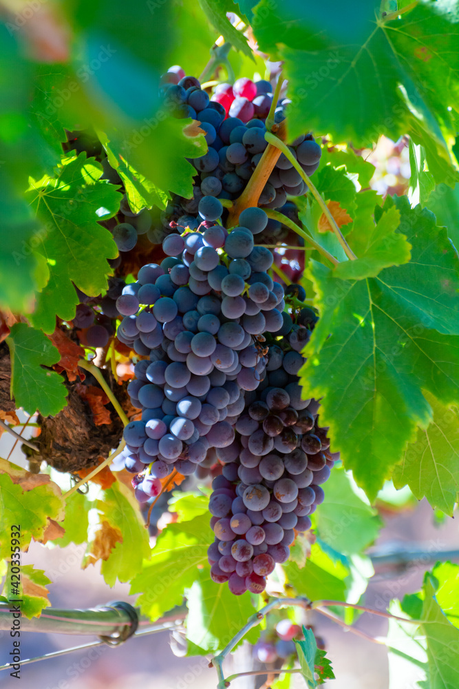 Ripe black or blue syrah wine grapes using for making rose or red wine ready to harvest on vineyards in Cotes  de Provence, region Provence, south of France