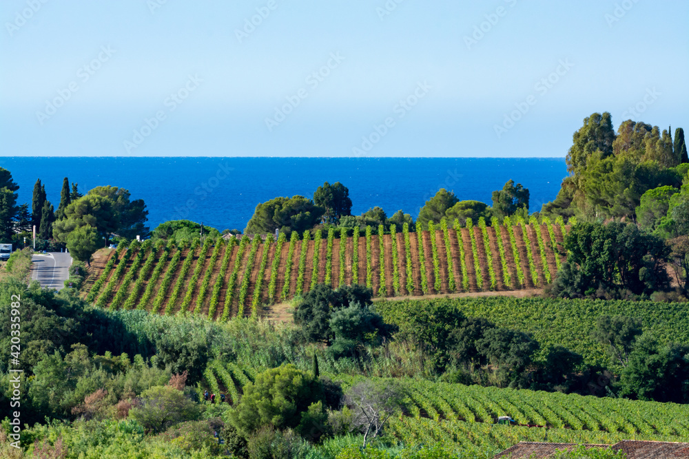 Rows of ripe wine grapes plants on vineyards in Cotes  de Provence with blue sea near Saint-Tropez, region Provence, Saint-Tropez, south of France