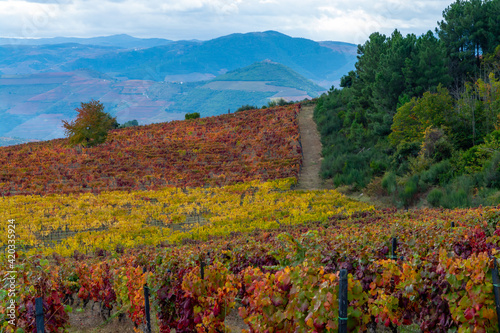 Colorful autumn landscape of oldest wine region in world Douro valley in Portugal  different varietes of grape vines growing on terraced vineyards  production of red  white and port wine.