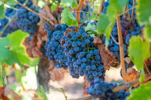 Ripe black or blue grenache wine grapes using for making rose or red wine ready to harvest on vineyards in Cotes  de Provence, region Provence, south of France photo