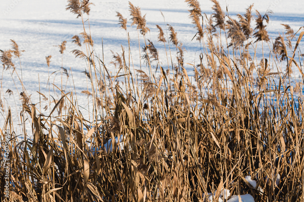 Fototapeta premium winter in the village. winter lake covered with ice and snow. reeds. rink. the water is covered with snow. early winter