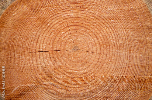 Detailed view of a pine wood trunk with the annual rings. Can be used as texture or background
