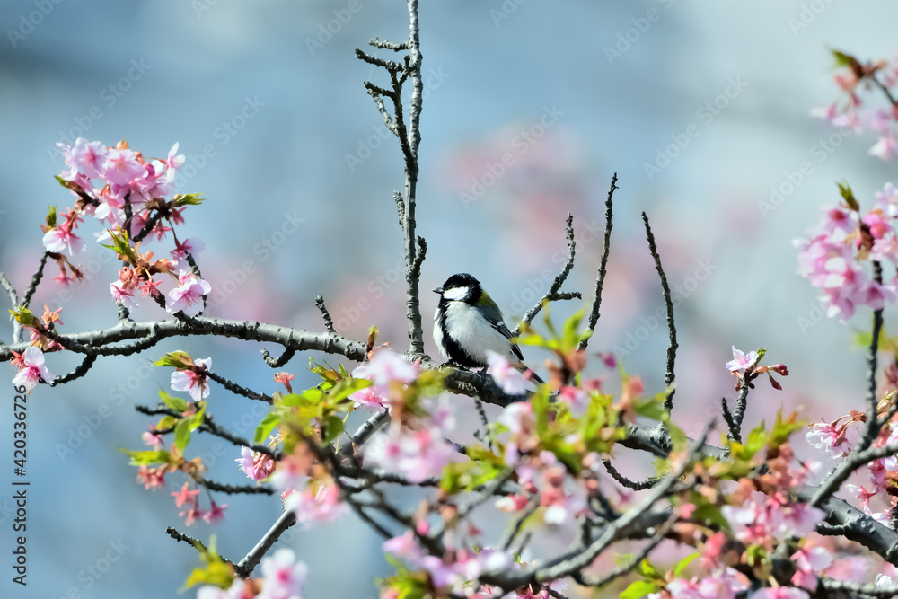 シジュウカラ