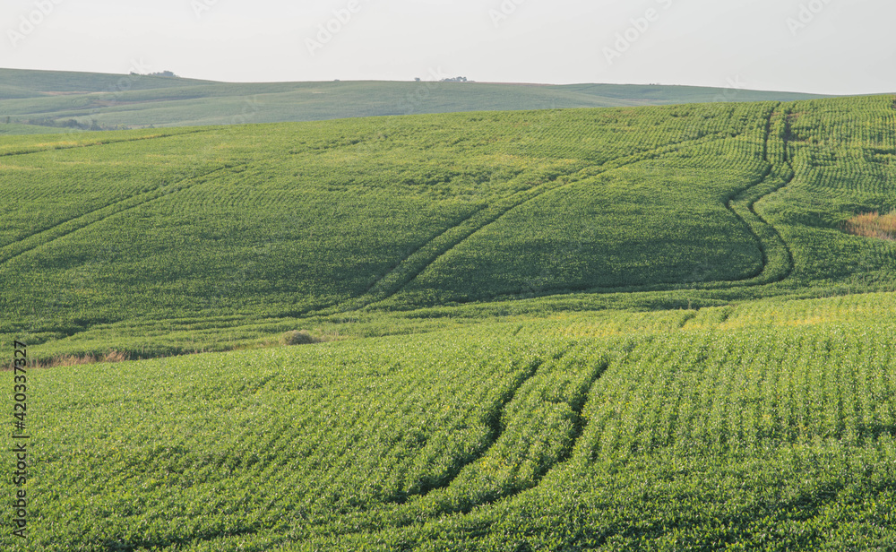 Fields of soybean production (Glycine max) in grain filling stage