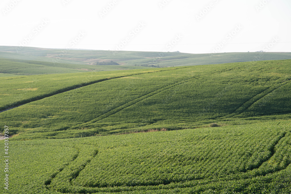 Fields of soybean production (Glycine max) in grain filling stage