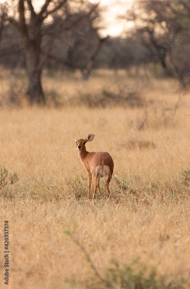 Duiker Duiker
