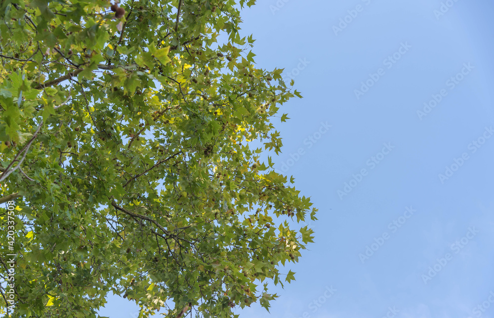 Fototapeta premium maple tree in contrast to the blue horizon