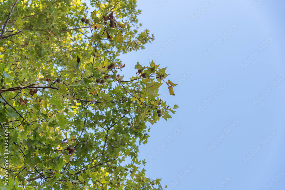 maple tree in contrast to the blue horizon maple tree in contrast to the blue horizon