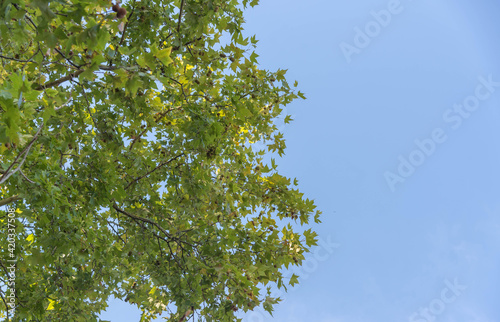 maple tree in contrast to the blue horizon