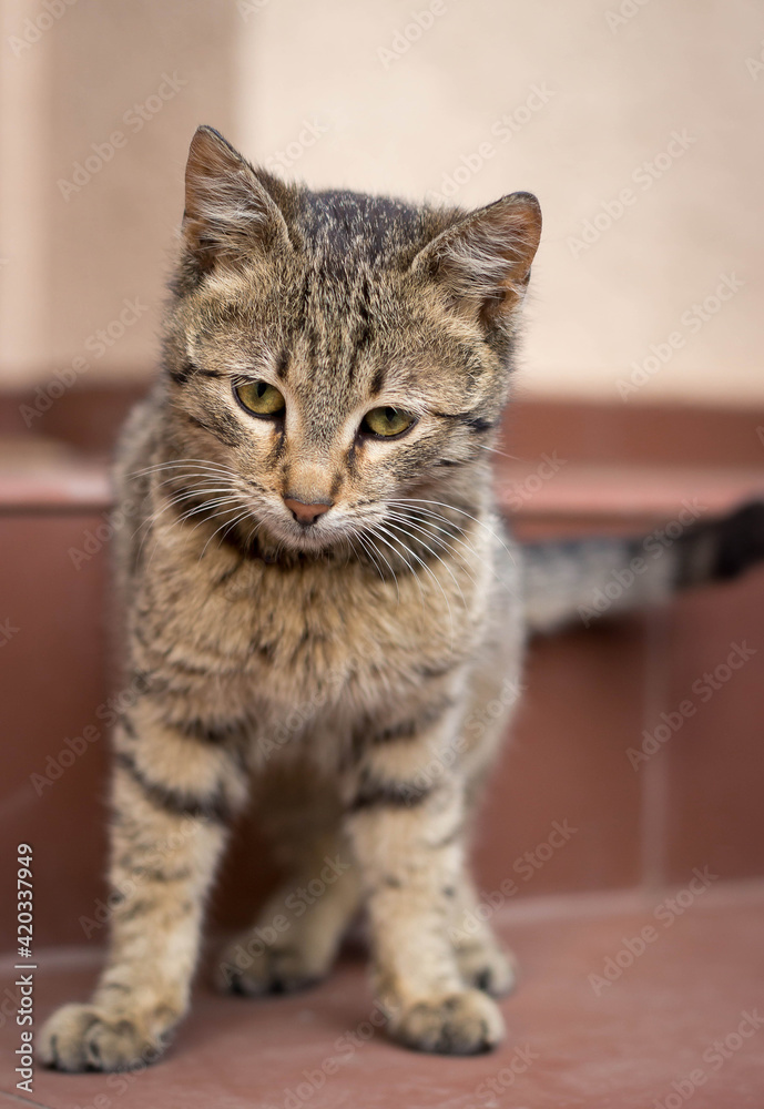 Adorable tabby kitten sitting outdoors, on the stairs Adorable tabby kitten sitting outdoors, on the stairs