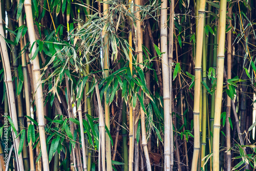 A grove of bamboo plants