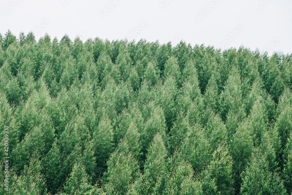 Aerial view of summer green trees in a forest