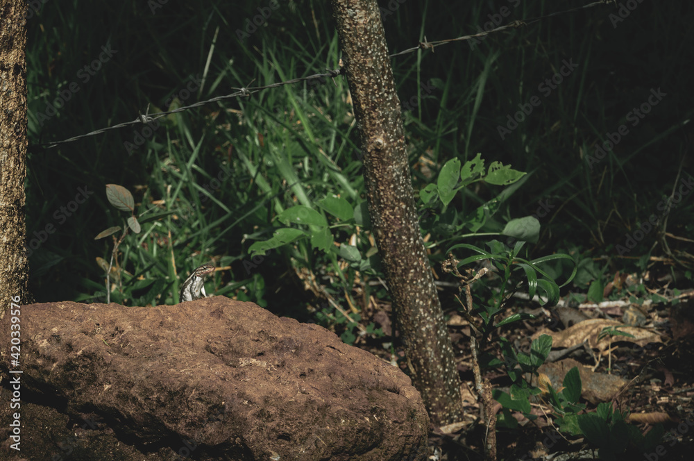 Fototapeta premium lizard on rock
