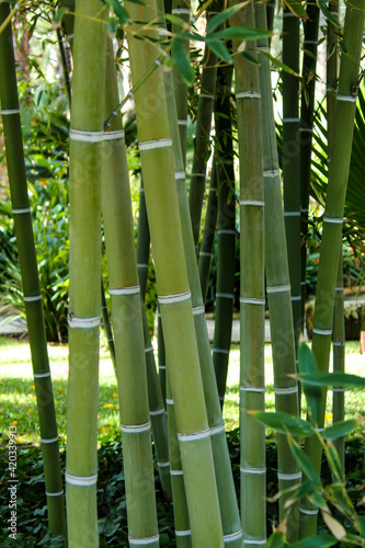 Forest of bamboo canes  Bambusoideae plant