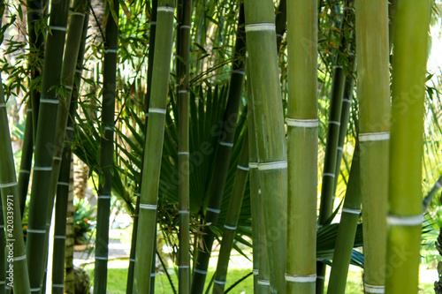 Photography Forest of bamboo canes, Bambusoideae plant