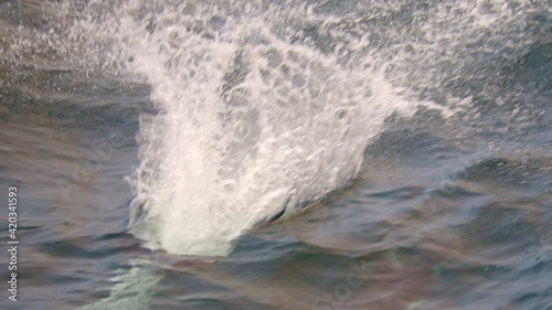 Amazing jump of dolphin while bow riding behind boat photo