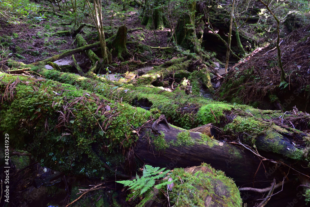 Deep cedar forest of Yakushima, Japan