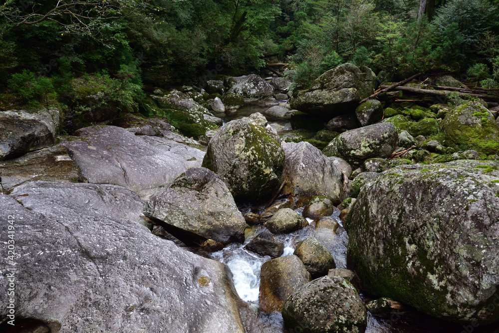 Deep cedar forest of Yakushima, Japan Deep cedar forest of Yakushima, Japan