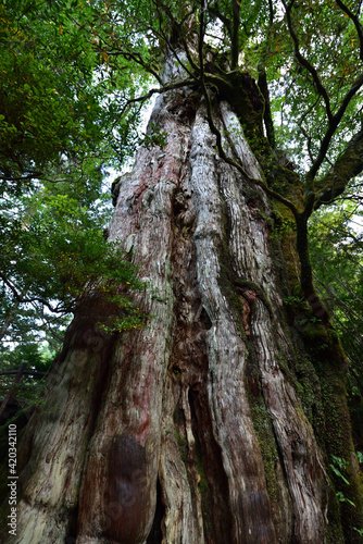 Deep cedar forest of Yakushima  Japan