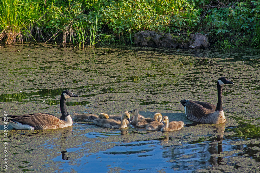 Fototapeta premium Canada Goose family swims in a small pond.