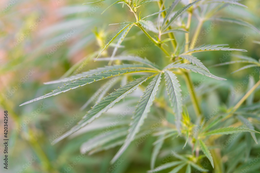 Cultivation of medical canabis on plantation Cultivation of medical canabis on plantation