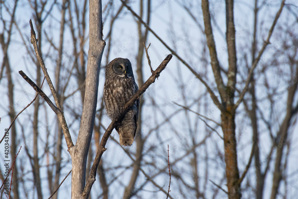 great grey owl or great gray owl (Strix nebulosa) great grey owl or great gray owl (Strix nebulosa)