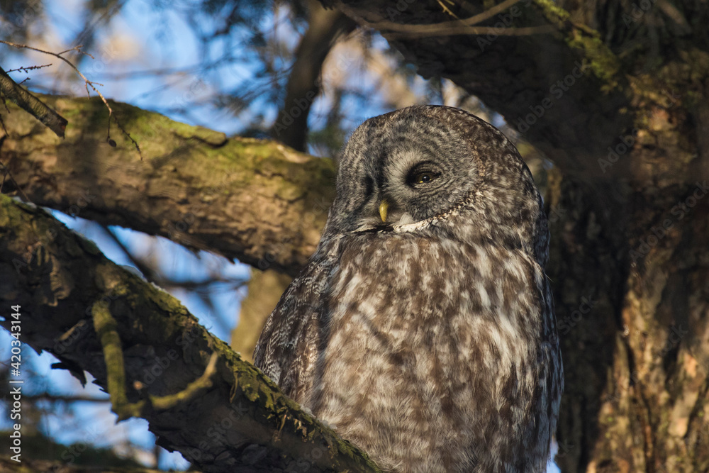 Fototapeta premium great grey owl or great gray owl (Strix nebulosa)