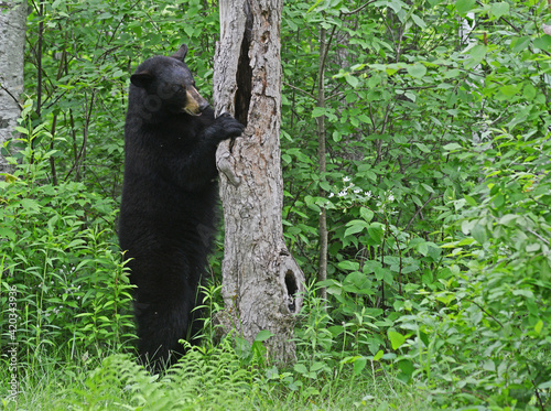 The Black Bear poses in a stretch of green grass.
