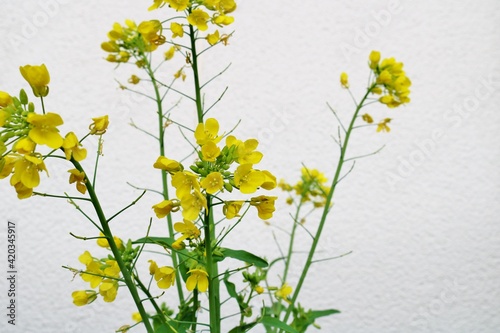 春の便り菜の花 黄色 屋内