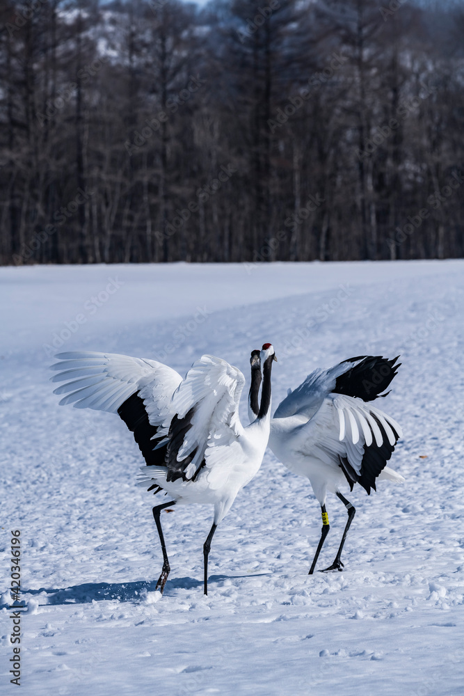 Obraz premium Japanese crane in Tsurui village,Kushiro,Hokkaido,Japan 