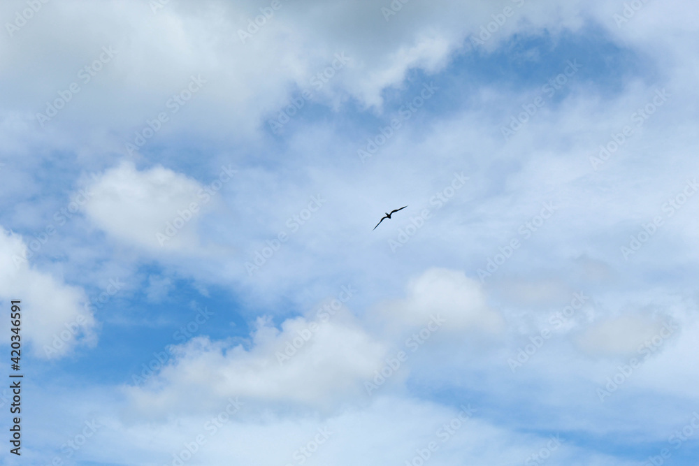 birds in the sky birds in the sky