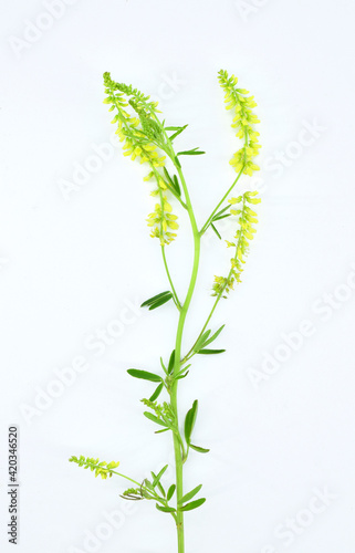 Lathyrus pratensis or meadow vetchling, meadow pea isolated on white.