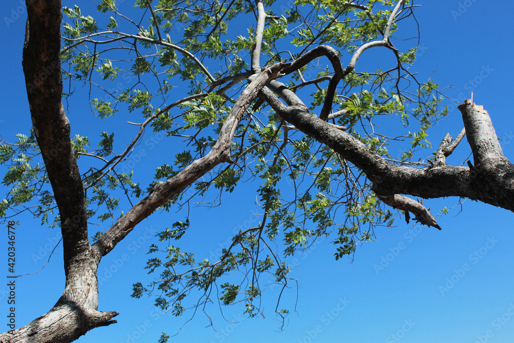 tree branches against blue sky tree branches against blue sky