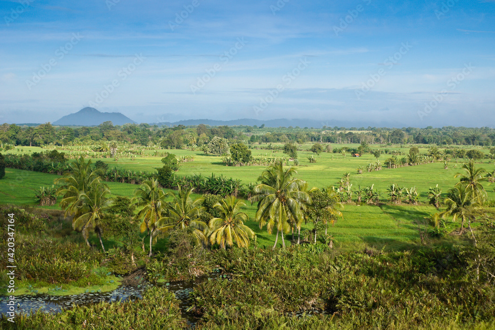 Rice fields and coconut palms in Central Province near Dambulla, Sri Lanka