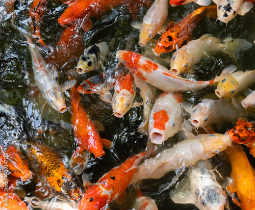 Koi fish or carp fish swimming  in pond