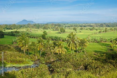 Rice fields and coconut palms in Central Province near Dambulla, Sri Lanka photo