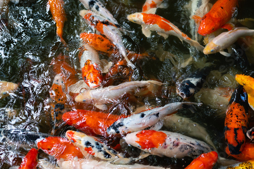 Koi fish or carp fish swimming in pond