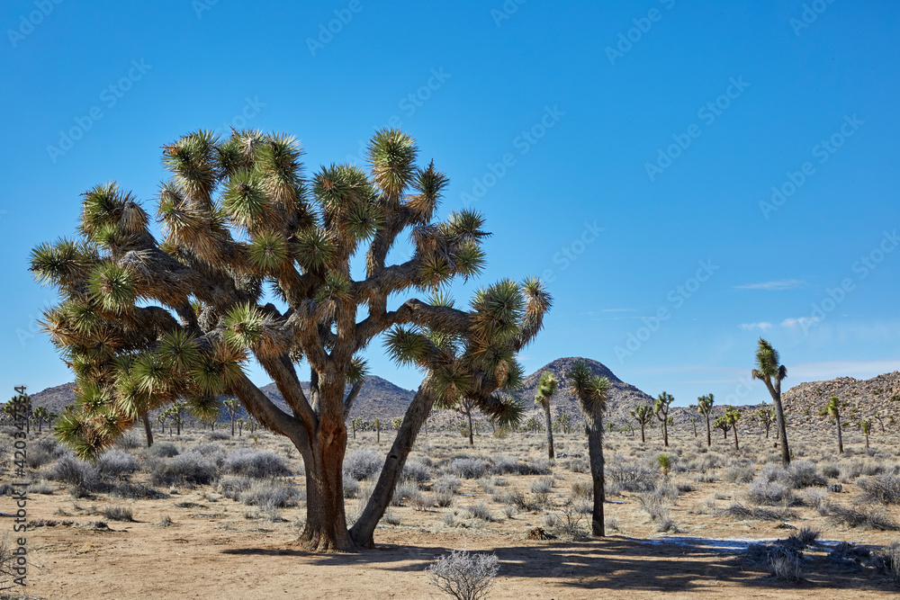 Joshua trees growing in the Mojave Desert near Palm Springs California Joshua trees growing in the Mojave Desert near Palm Springs California