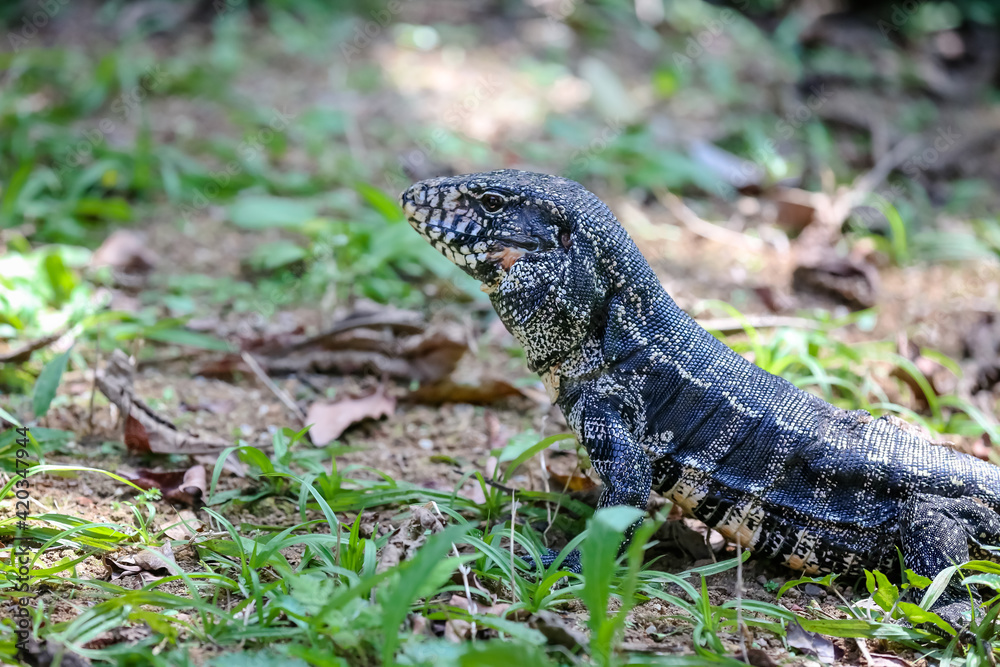 Fototapeta premium Lagarto no mato com suas cores vibrantes da natureza e fundo obstrato.