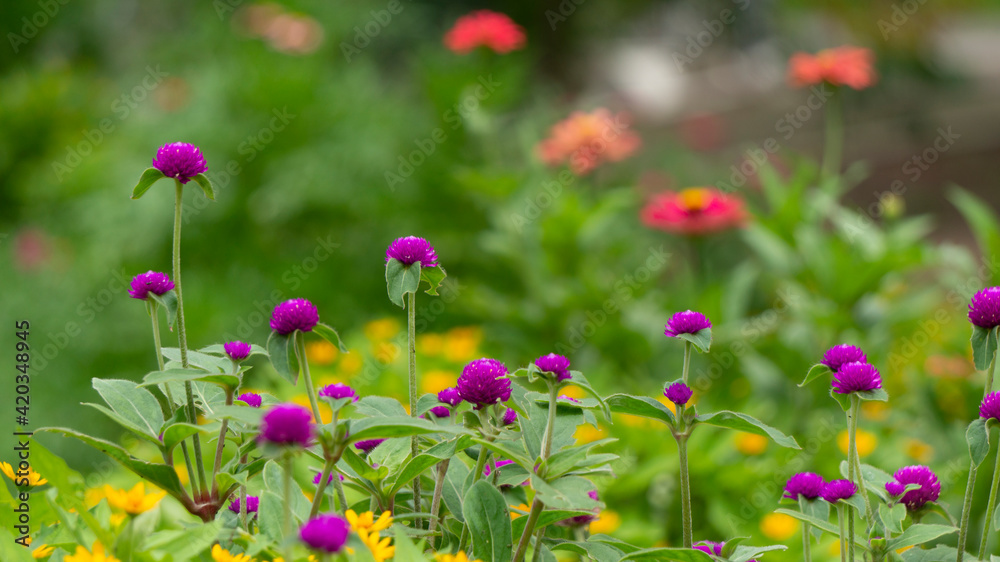 Flower gardens in summer, with various kinds of beautiful flowers are the target of butterflies sucking honey Flower gardens in summer, with various kinds of beautiful flowers are the target of butterflies sucking honey