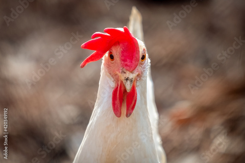 Close up of a Leghorn Hen staring straight ahead. Good for a meme.