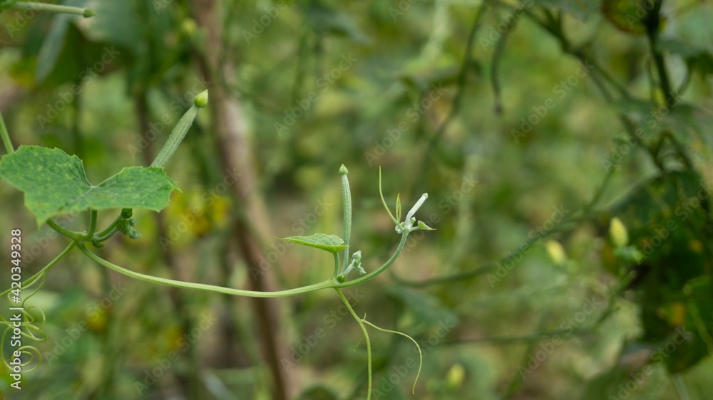 Cultivating luffa, a fruit and vegetable with many health benefits, one of which is to treat heartburn Cultivating luffa, a fruit and vegetable with many health benefits, one of which is to treat heartburn