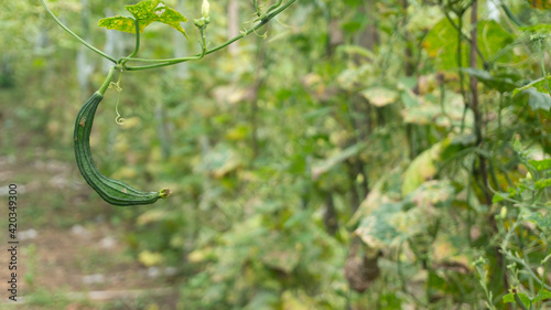 Cultivating luffa, a fruit and vegetable with many health benefits, one of which is to treat heartburn